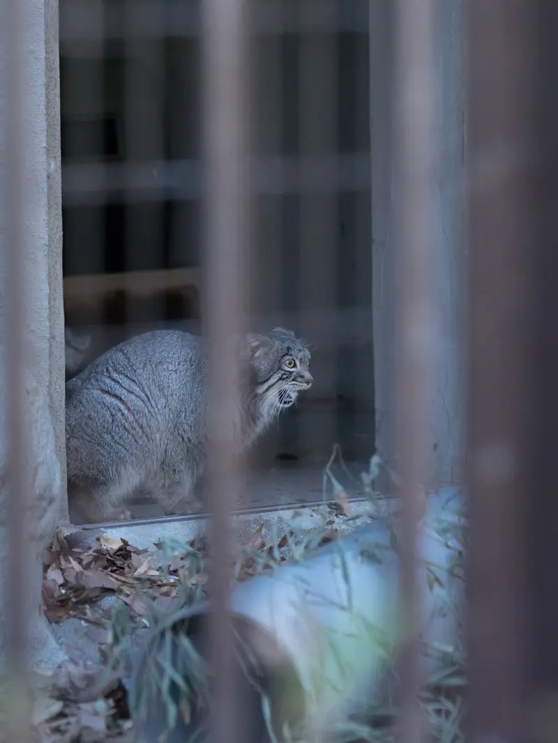 野毛山動物園のフィーガの写真