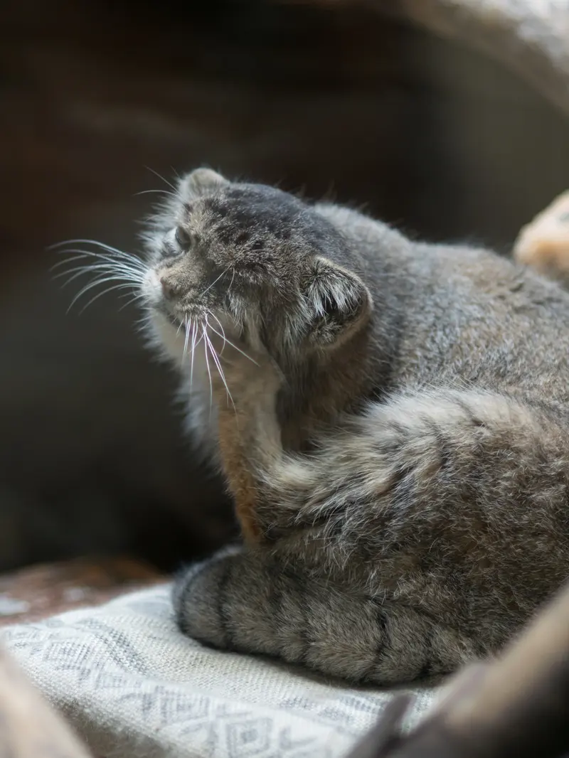 恩賜上野動物園のプリームラの写真