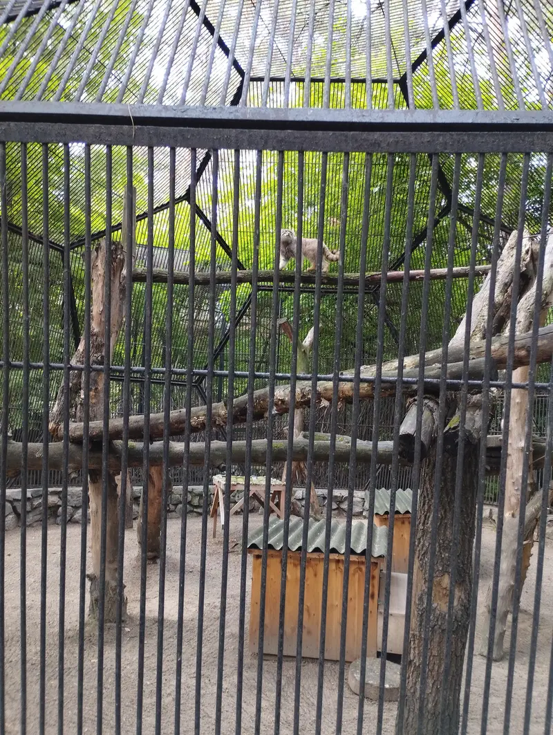 ノヴォシビルスク動物園のマヌルネコの写真