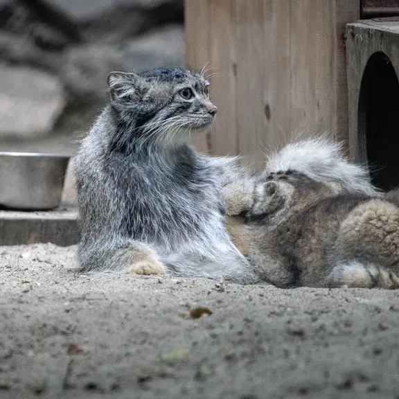 ノヴォシビルスク動物園のスネジャナの写真