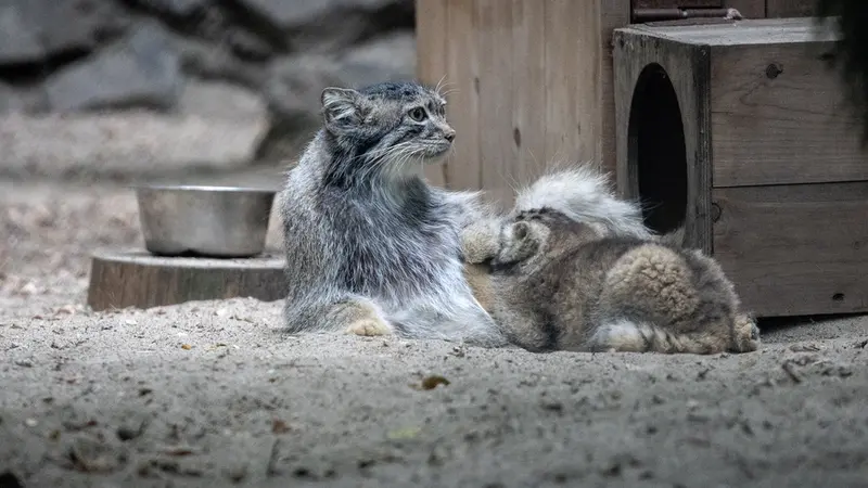 ノヴォシビルスク動物園のスネジャナの写真