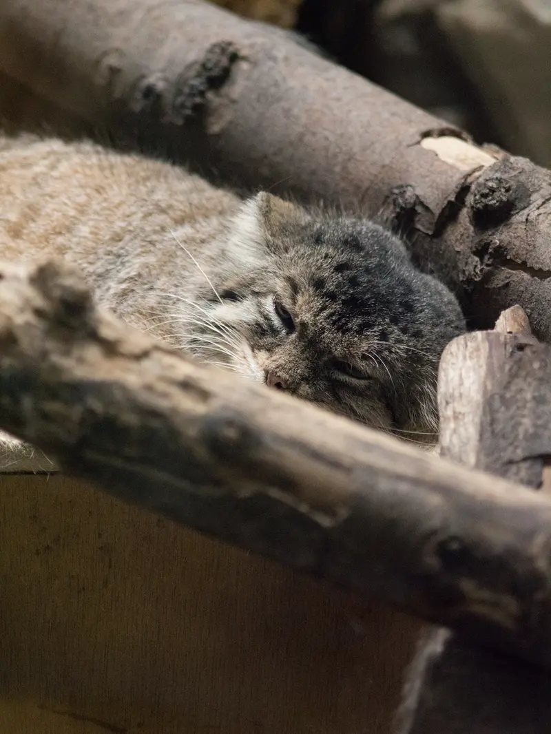 恩賜上野動物園のプリームラの写真