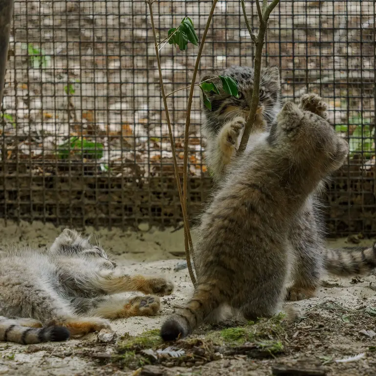 ブルノ動物園のマヌルネコの写真