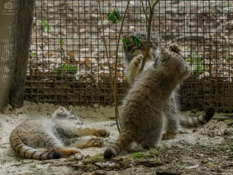ブルノ動物園のマヌルネコの写真
