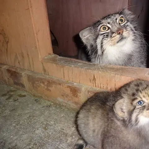 埼玉県こども動物自然公園のシャルとロータスの写真