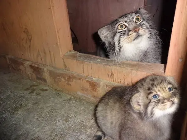 埼玉県こども動物自然公園のシャルとロータスの写真