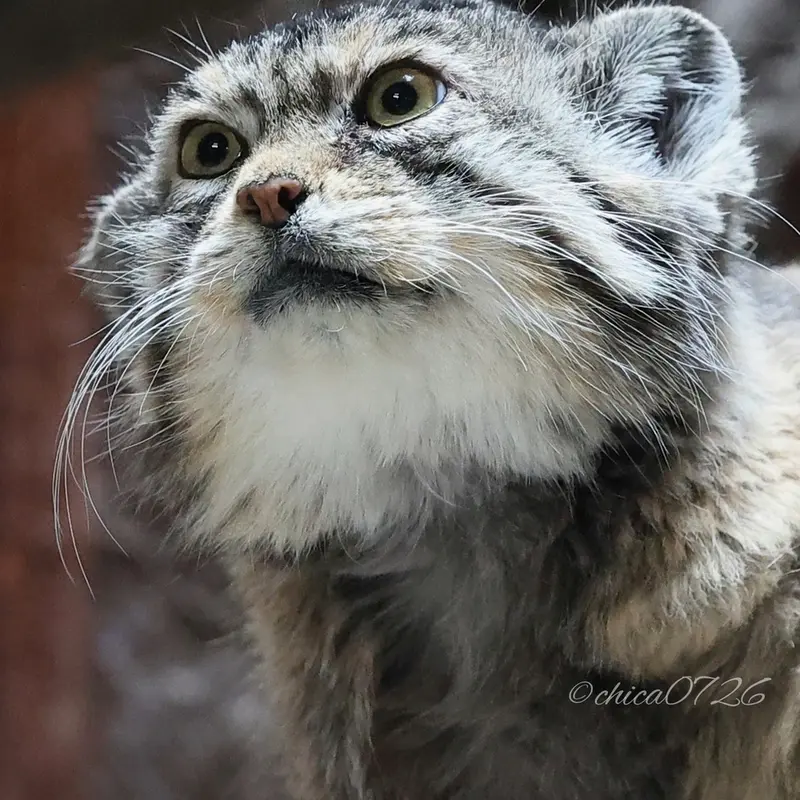 恩賜上野動物園のプリームラの写真
