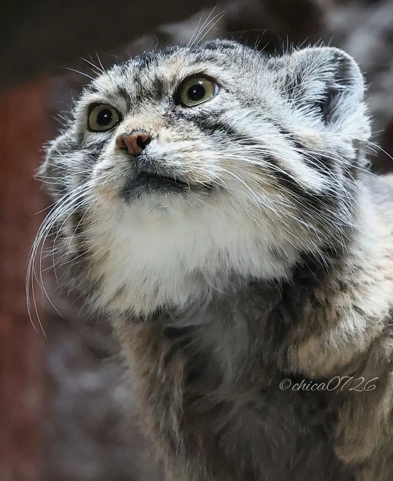 恩賜上野動物園のプリームラの写真