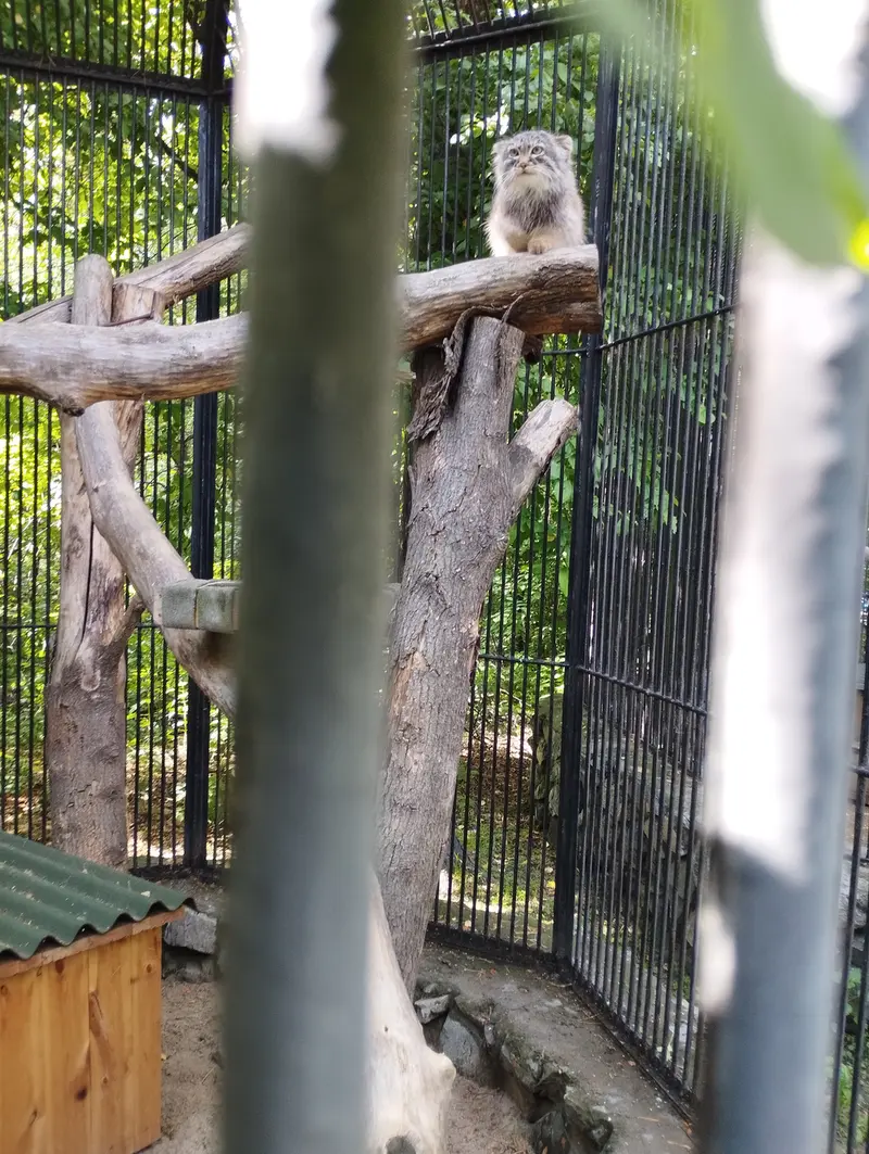 ノヴォシビルスク動物園のマヌルネコの写真