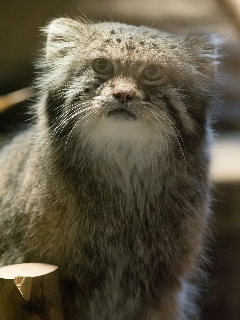 恩賜上野動物園のクリョンの写真