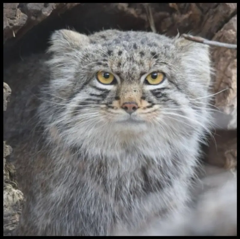 シャイアン・マウンテン動物園のテイトの写真