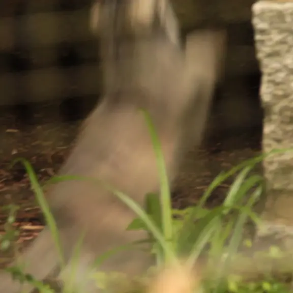 ケムニッツ動物園のマヌルネコの写真