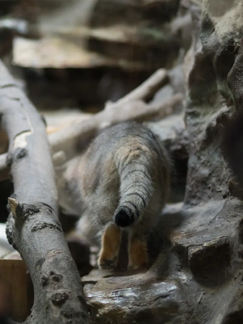 恩賜上野動物園のプリームラの写真