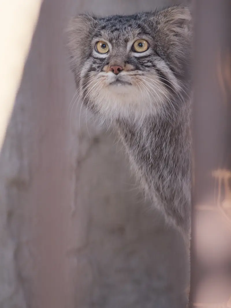 野毛山動物園のフィーガの写真
