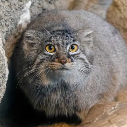神戸どうぶつ王国のマヌルネコの写真