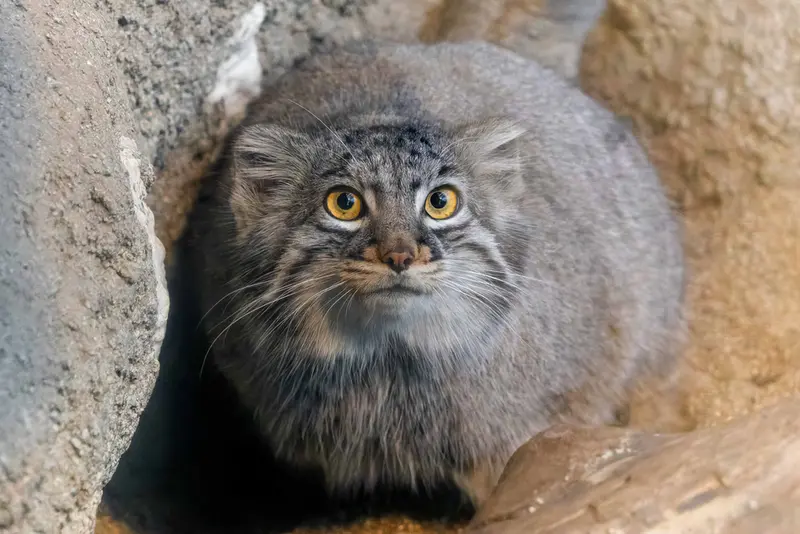 神戸どうぶつ王国のマヌルネコの写真