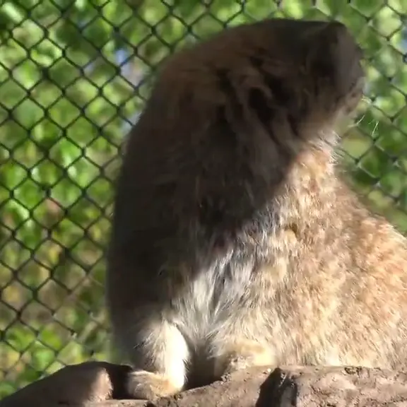 埼玉県こども動物自然公園のマヌルネコの写真