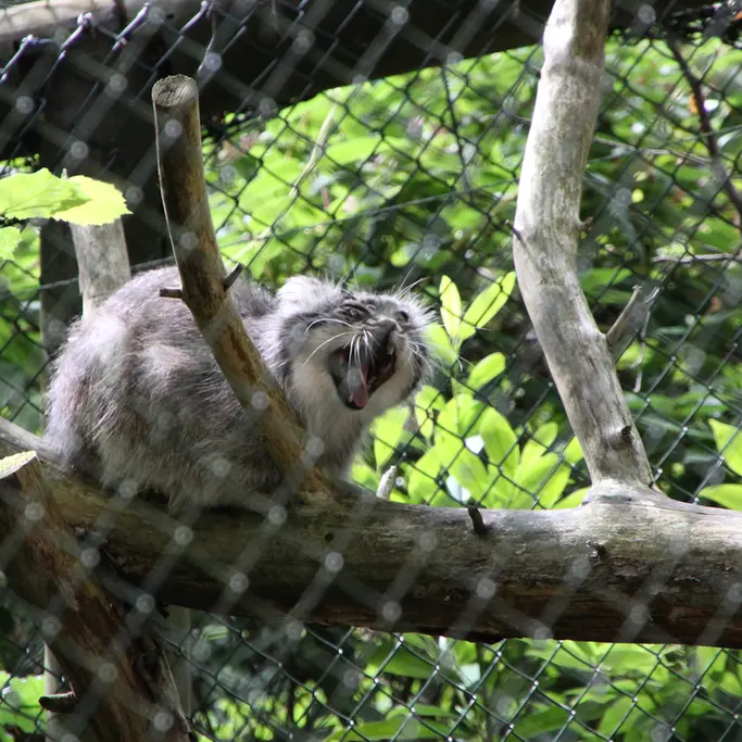 オペル動物園のバトゥの写真