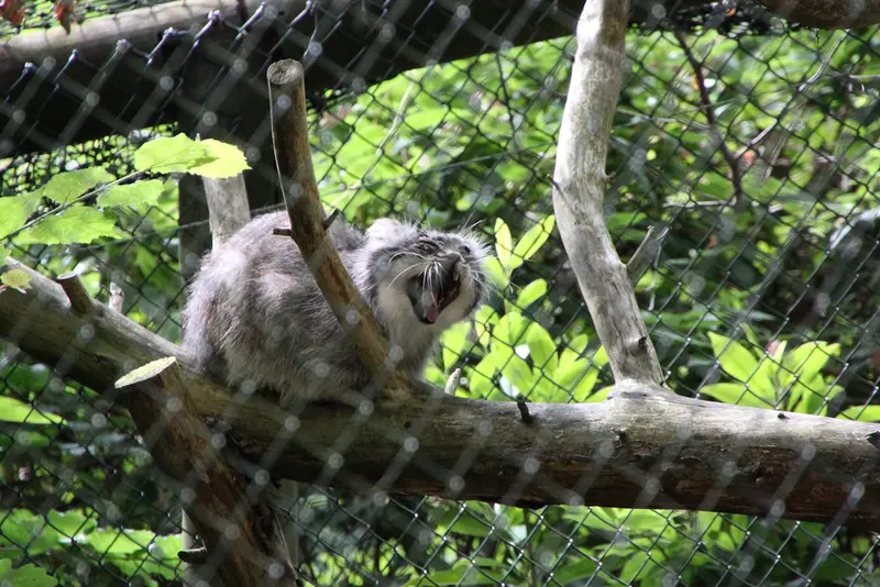 オペル動物園のバトゥの写真