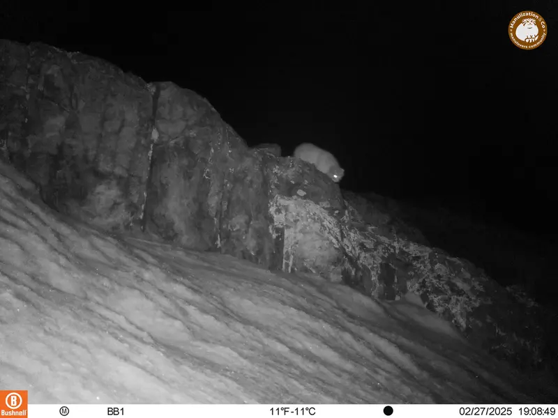 アクタス＝クンコラ［新］カメラトラップで撮影したOtocolobus manul manulの写真
