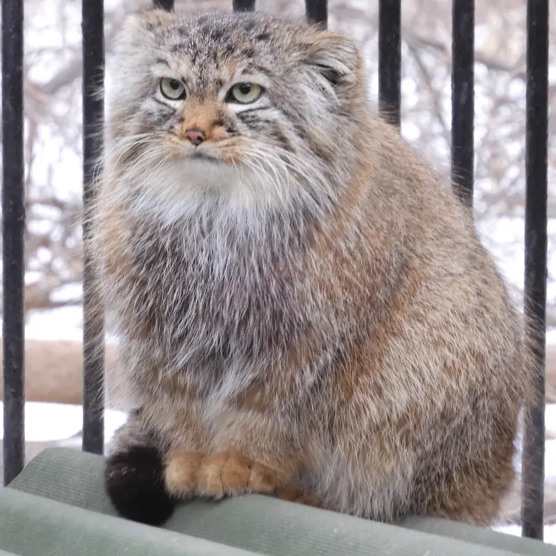 ノヴォシビルスク動物園のガビの写真