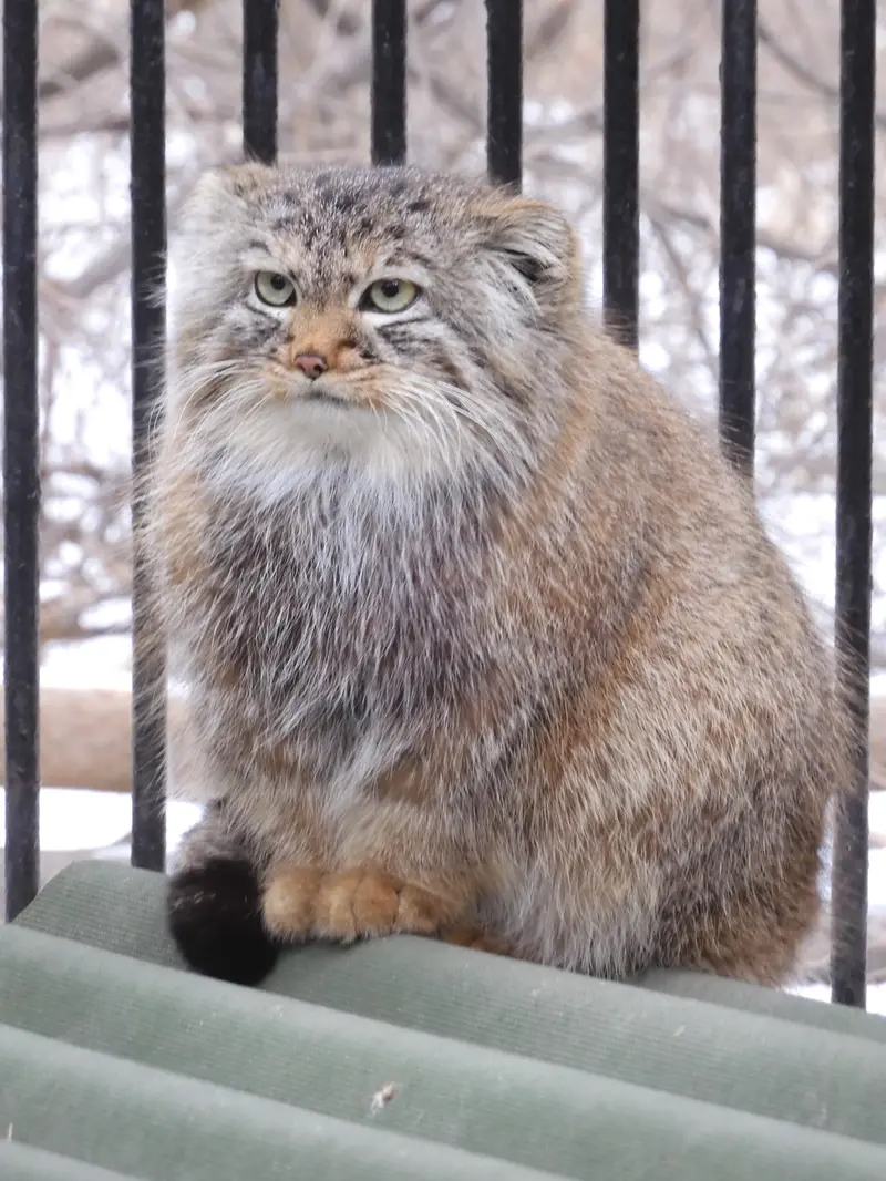 ノヴォシビルスク動物園のガビの写真