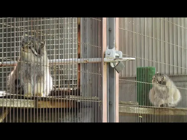 東山動植物園のハニーの動画