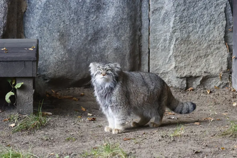 モスクワ動物園のティモフェイの写真