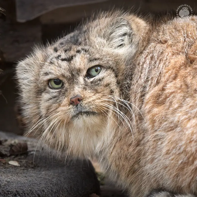 ポズナン新動物園のマヌルネコのボリス