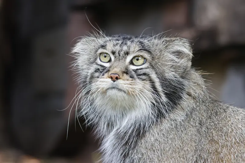 モスクワ動物園のティモフェイの写真