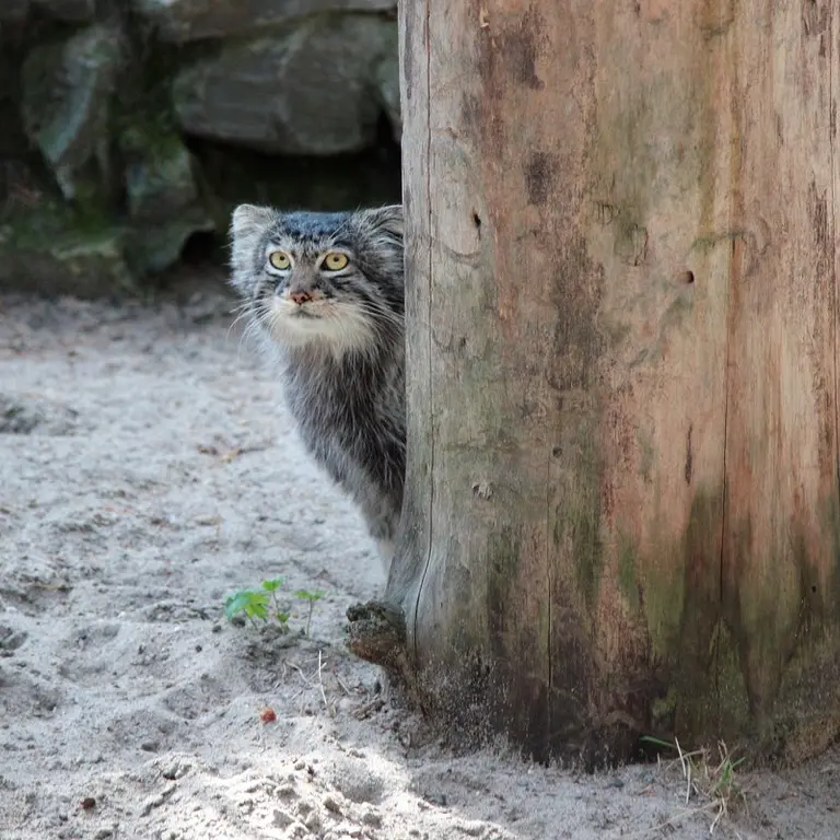 ノヴォシビルスク動物園のバルトークの写真