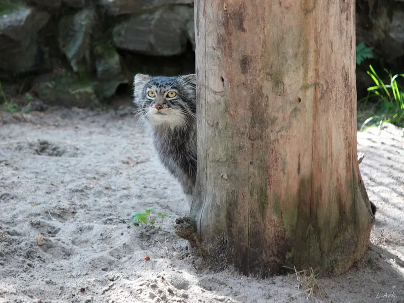 ノヴォシビルスク動物園のバルトークの写真