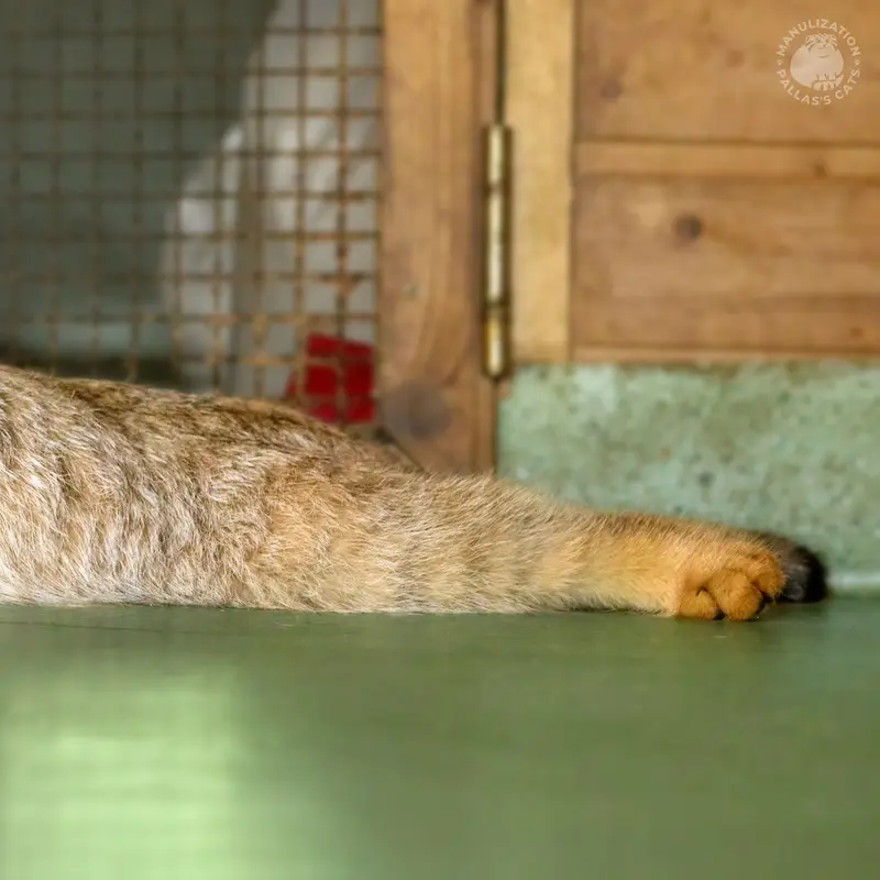 エレバン動物園のナレの写真