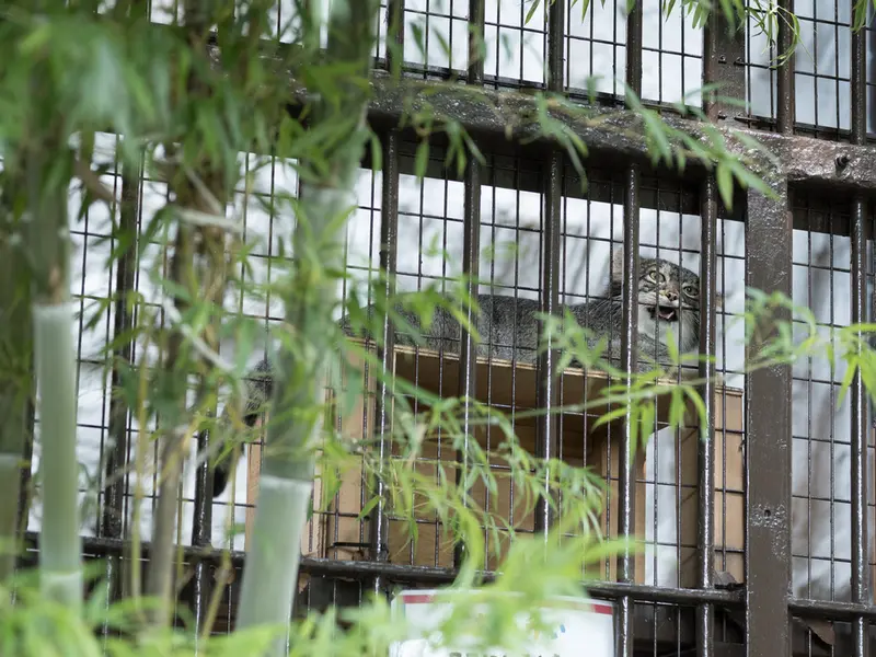 野毛山動物園のフィーガの写真