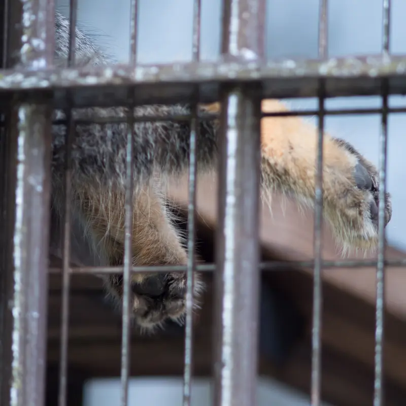 野毛山動物園のフィーガの写真