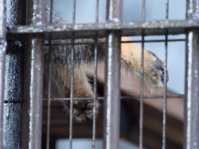 野毛山動物園のフィーガの写真