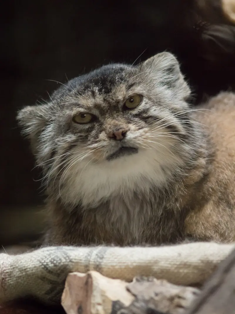 恩賜上野動物園のプリームラの写真