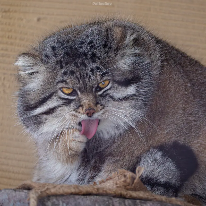 マヌルネコの写真