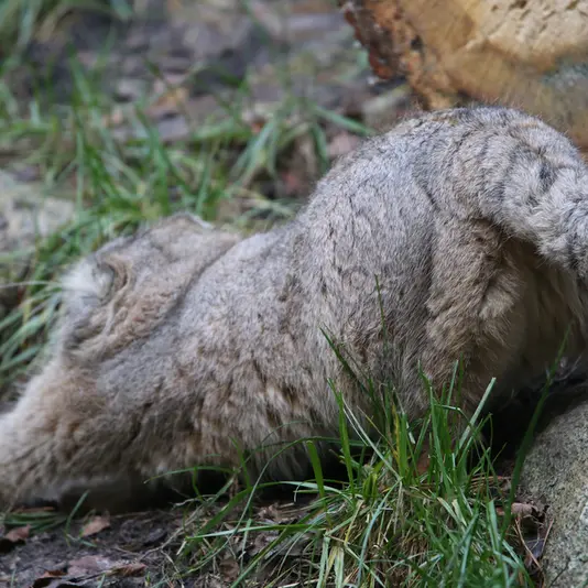 グダニスク動物園のマヌエルの写真
