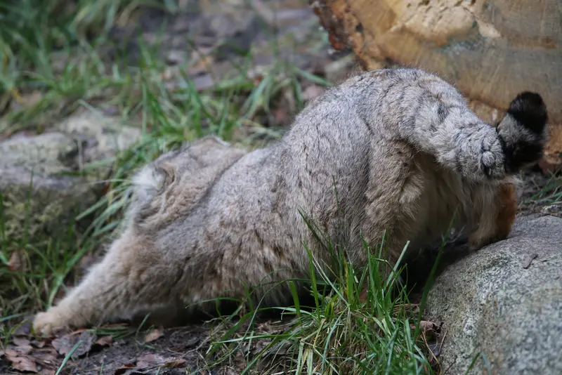 グダニスク動物園のマヌエルの写真