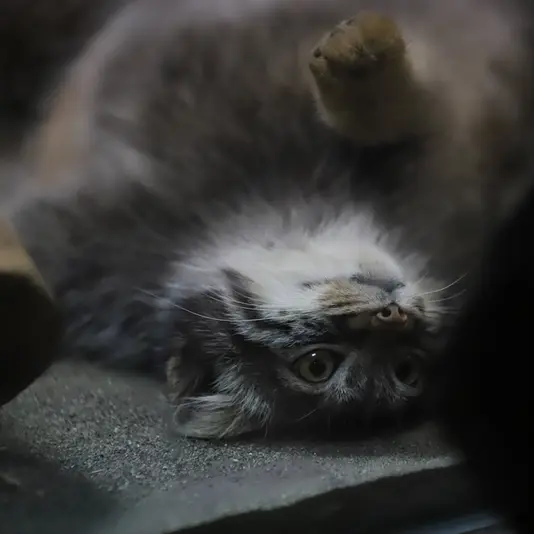 恩賜上野動物園のアブリコースの写真