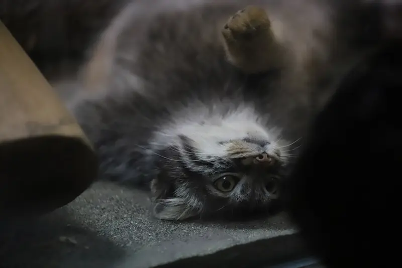恩賜上野動物園のアブリコースの写真