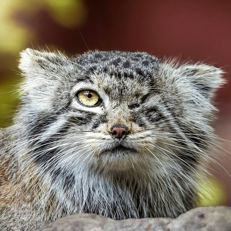 ポズナン新動物園のマヌルネコのボジェンカ