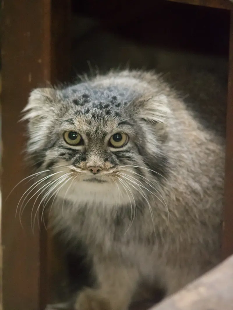 恩賜上野動物園のサフランの写真