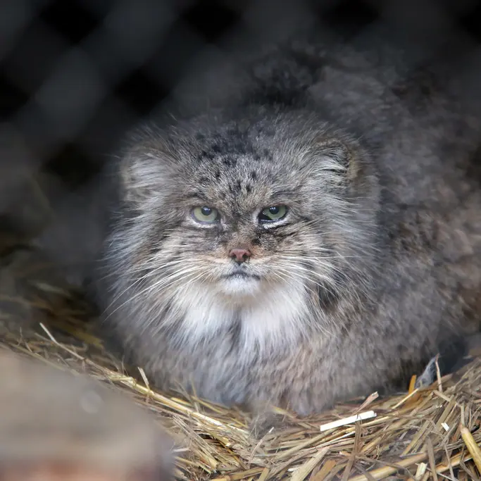 ウッチ動物園のパッツォの写真