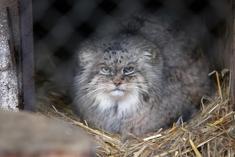 ウッチ動物園のパッツォの写真