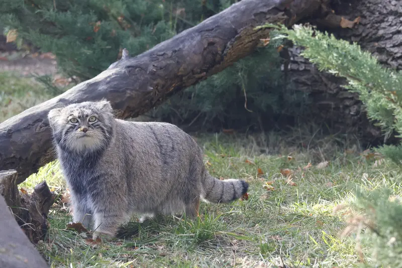 モスクワ動物園のティモフェイの写真