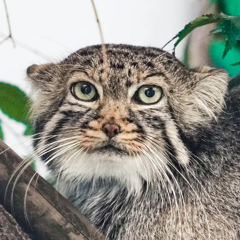 青海チベット高原野生動物園のマヌルネコのスン・シャンシャン