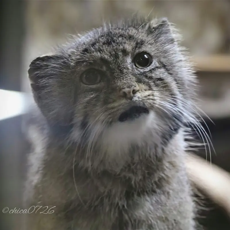 恩賜上野動物園のユスの写真