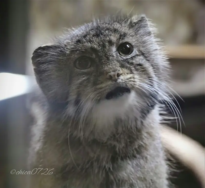 恩賜上野動物園のユスの写真
